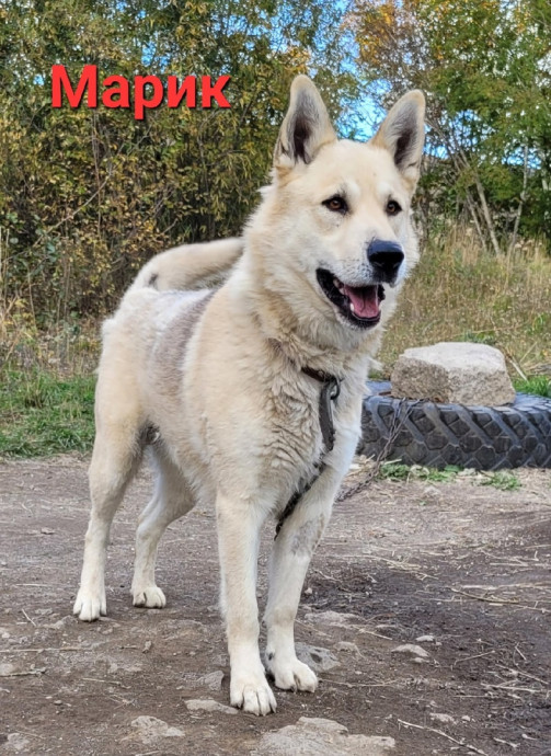 Марик
