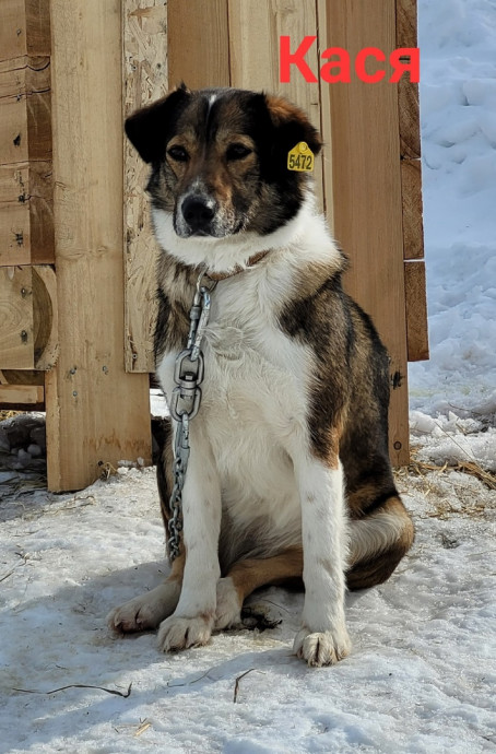 Кася