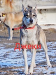 Джеки