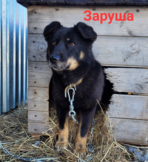 Заруша