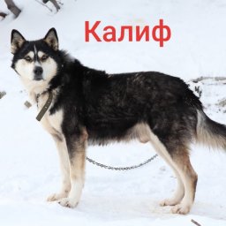 Калиф