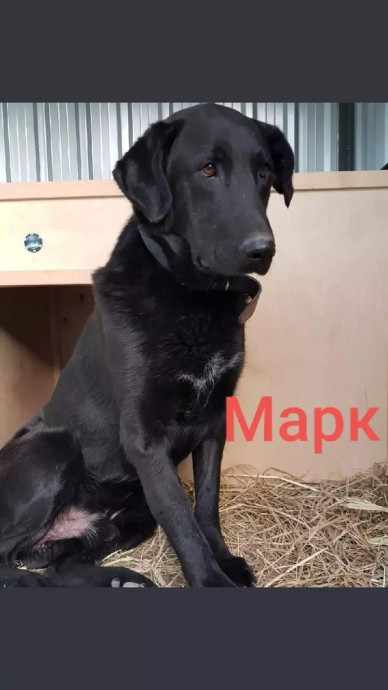 Марк
