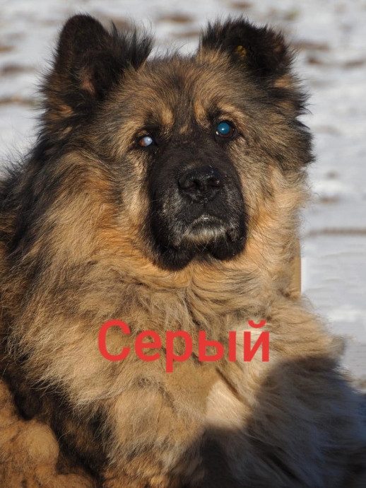 Серый