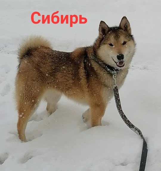 Сибирь