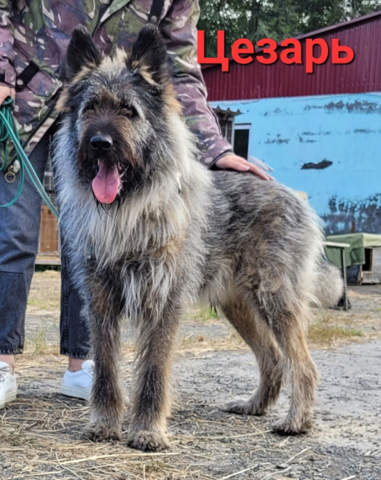 Цезарь