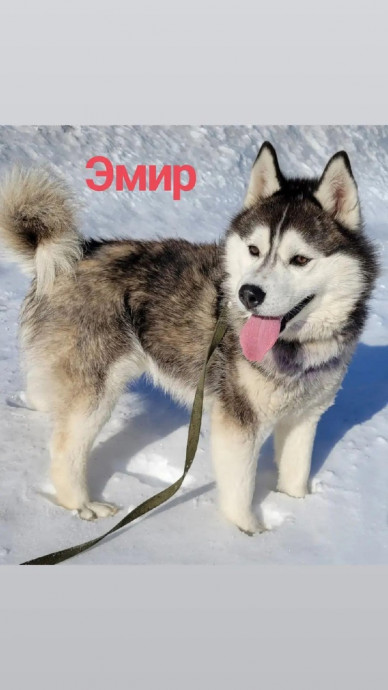 Эмир