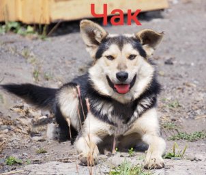 Чак