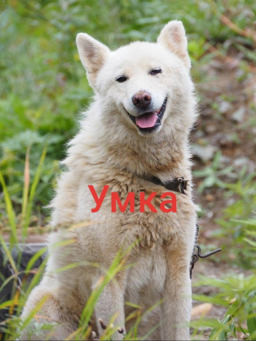 Умка