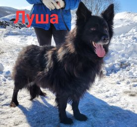 Луша