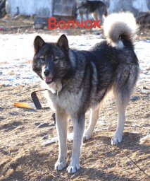 Волчок