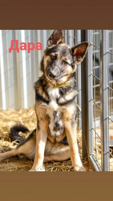Дара