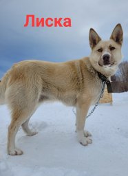 Лиска