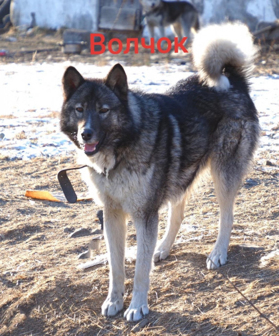 Волчок