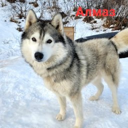 Алмаз