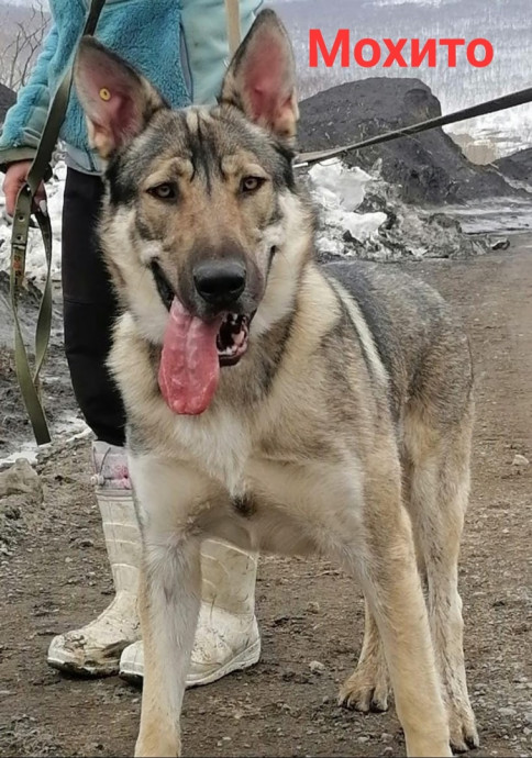 Мохито