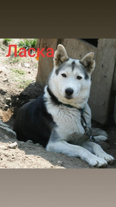 Ласка