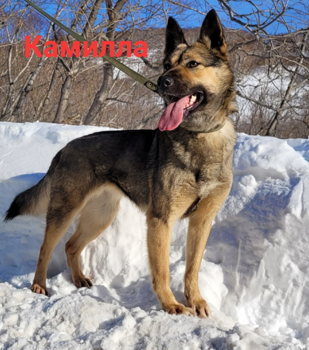 Камилла