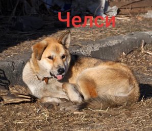 Челси
