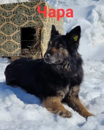 Чара