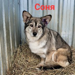 Соня