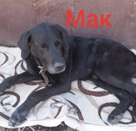 Мак