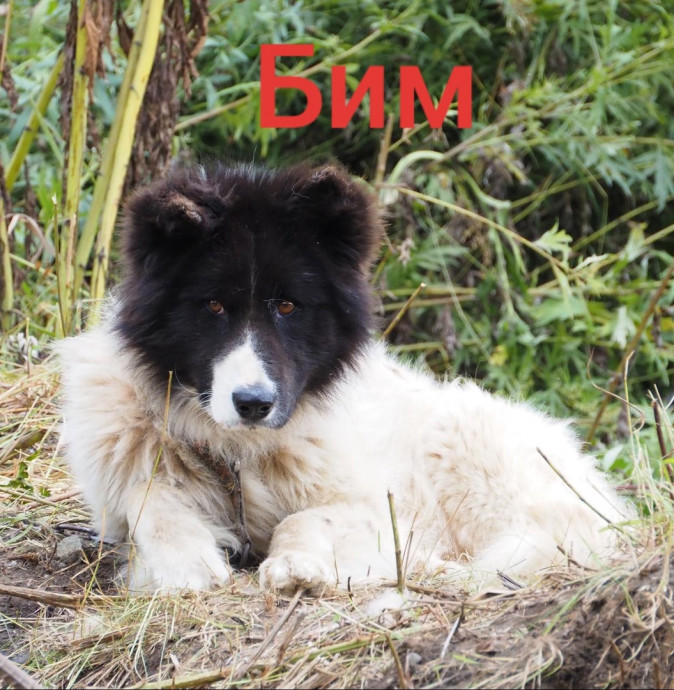 Бим