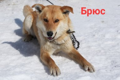 Брюс