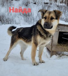 Найда