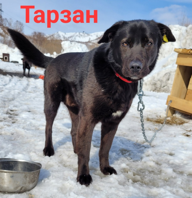 Тарзан