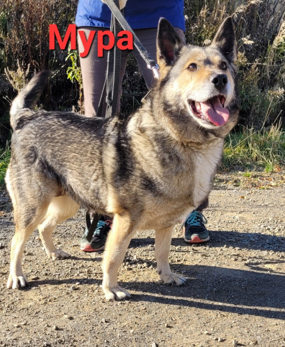 Мура