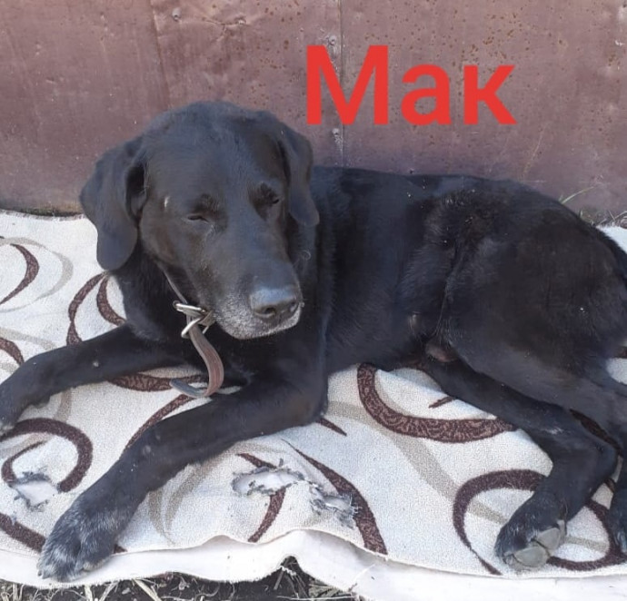 Мак