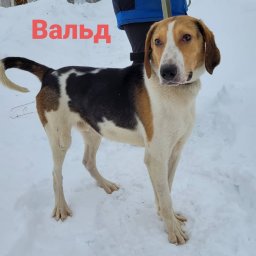 Вальд