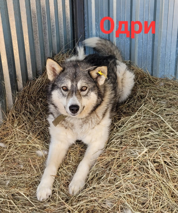 Одри